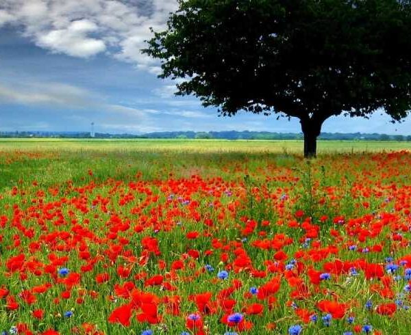 Kitulo National Park Nicknamed, Serengeti of Flowers, Kitulo National Park is the first National Park in the tropical Africa to be established primarily for its floristic importance. Host one of the greatest floral spectacle of the world with 350 species of Vascular plants. Including 45 varieties of terrestrial orchid! Visitors can walk across the grasslands to watch birds and wildflowers. Hill climbing in mountain ranges is also offered. Hiking from the park across the Livingstone Mountains is another opportunity and will lead to breathtaking Matema beach in lake Nyasa Indeed, it is rare botanical marvel, home to a newly discovered monkey species as well as which erupt into a riotous wild flowered display of breathtaking scale and the diversity during the main rain season. Kitulo support the largest and most important montane grassland community in Tanzania. But Kitulo, a botanist and Hiker’s paradise, also is highly attractive to bird watchers. Tanzania only population of Denham’s Bustard is a resident, alongside blue swallow and such range-restricted species as mountain marsh widow, Njombe Cisticola and Kipengere seedeater. Tourists can hike in the special developed trail system. These include open walking across the grasslands to watch birds and wild flowers and hill climbing on the neighboring ranges. A half-day hike from the park across the Livingstone Mountains leads to the scenic Matema beach on Lake Nyasa. The Highland Mangabey, famously known as Kipunji is the first new monkey species discovered in Africa in 20 years.